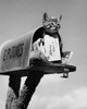 Kitten in a mailbox Poster Print