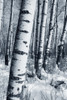 Winter Forest PosterPrint - Item # VARDPI1800720