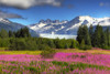 View Of The Mendenhall Glacier With A Field Of Fireweed In The Foreground, Southeast, Alaska Summer, Hdr Image PosterPrint - Item # VARDPI2095138