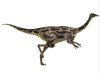 Gallimimus was an omnivorous dinosaur that lived in Mongolia during the Cretaceous Period Poster Print - Item # VARPSTCFR200544P