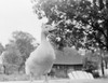 Duck quacking Poster Print