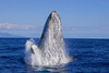 Breaching humpback whale (Megaptera novaeangliae); Maui, Hawaii, United States of America PosterPrint - Item # VARDPI12254742