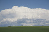 Dramatic Thunderstorm Clouds In Green Wheat Fields And Blue Sky; Alberta, Canada PosterPrint - Item # VARDPI1998527