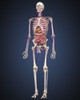 Human skeleton with organs and circulatory system Poster Print - Item # VARPSTSTK701089H