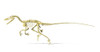 3D rendering of a Velociraptor dinosaur skeleton, side view Poster Print - Item # VARPSTVET600035P