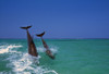 Bottlenose Dolphins Diving, Caribbean Sea PosterPrint - Item # VARDPI1783805 Bottlenose Dolphins Diving, Caribbean Sea PosterPrint - Item # VARDPI1783805