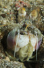 Mantis shrimp sticking head out of its lair, Lembeh Strait, North Sulawesi, Indonesia Poster Print - Item # VARPSTMME400231U