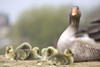 Goose With Baby Chicks PosterPrint - Item # VARDPI1844526