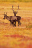 Adult Caribou In The Fall Colours Of The Dempster Highway, Yukon PosterPrint - Item # VARDPI2048842
