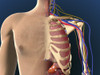 Cutaway view of male chest showing lung Poster Print - Item # VARPSTSTK701119H