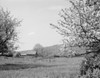 USA  New Hampshire  Lancaster  Apple blossoms and distant barn Poster Print - Item # VARSAL255423986