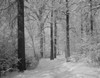 Forest in winter Poster Print - Item # VARSAL255423064