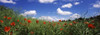 http://c328301.r1.cf1.rackcdn.com/PPI115626S.jpg