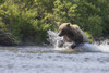 A Brown Bear Chases Sockeye Salmon In A Small Stream In Katmai National Park, Alaska. PosterPrint - Item # VARDPI2332198