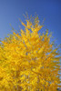 Tree With Golden Foliage In Autumn; Oregon, United States of America PosterPrint - Item # VARDPI2069330