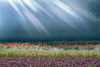 Field of multicolored flowers with streaks of white light rays Poster Print by Panoramic Images (36 x 24) - Item # PPI117898