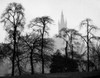 Scotland  Glasgow  Glasgow University  silhouettes of trees on the foreground Poster Print - Item # VARSAL9903296