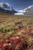 Columbia Icefield, Jasper National Park, Alberta, Canada PosterPrint - Item # VARDPI1837160