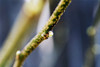 Cottonwood Tree, Tiny Bud On Branch. PosterPrint - Item # VARDPI1976356