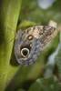 Butterfly On A Green Branch; Niagara Falls, Ontario, Canada PosterPrint - Item # VARDPI2035134