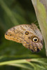 Owl Butterfly (Caligo Idomeneus) Resting On Trunk, Niagara Butterfly Conservatory, Niagara Falls, Ontario, Canada. PosterPrint - Item # VARDPI2065030