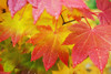 Washington, United States Of America; Leaves From A Vine Maple In Mount Rainier National Park PosterPrint - Item # VARDPI1872095