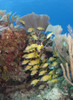 Blue Striped grunts schooling on Caribbean reef Poster Print - Item # VARPSTKWD400061U