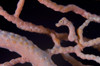 Pygmy Seahorse on sea fan, Kimbe Bay, Papua New Guinea Poster Print - Item # VARPSTSJN400059U