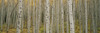 Aspen Grove In Fall, Kebler Pass, Colorado PosterPrint - Item # VARDPI2016651