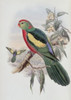 Beautiful King Parrot John Gould Poster Print - Item # VARSAL900140745