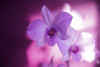 Hawaii, Kauai, White Orchid With Pink Lighting. PosterPrint - Item # VARDPI1974075