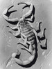 High angle view of a scorpion Poster Print - Item # VARSAL25532703