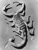High angle view of a scorpion Poster Print - Item # VARSAL25532703