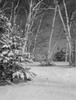 USA  New Hampshire  Shelburne  birches and pines with fresh snow Poster Print - Item # VARSAL255424025