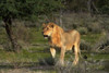 http://c328301.r1.cf1.rackcdn.com/PDDAF31DWA0600.jpg