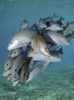 Schooling snappers on Caribbean reef Poster Print - Item # VARPSTKWD400111U