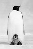 Emperor Penguin with its chick on snow Poster Print - Item # VARSAL9901405