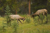 Bull Elk Fighting, Banff National Park, Banff, Alberta, Canada PosterPrint - Item # VARDPI1835716