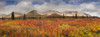 Scenic panorama of fog lifting on the Alaska Range, Denali National Park, Interior Alaska, Autumn PosterPrint - Item # VARDPI12291311