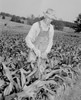 Farmer checking plants on field Poster Print - Item # VARSAL255421637