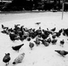 Pigeons in snow Poster Print - Item # VARSAL255422033