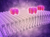 Conceptual image of GABA receptors. The GABA receptors are a class of receptors that respond to the neurotransmitter gamma-aminobutyric acid, Poster Print - Item # VARPSTSTK700991H