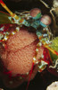 Mantis shrimp with egg clutch, Lembeh Strait, Bitung, North Sulawesi, Indonesia Poster Print - Item # VARPSTMME400107U