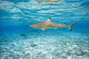 French Polynesia, Rangiroa, Blue Lagoon, Blacktip Reff Shark (Carcharhinus Melanopterus). PosterPrint - Item # VARDPI1975896