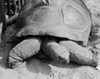 Galapagos giant tortoise outdoors Poster Print - Item # VARSAL255423405