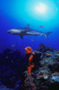 Caribbean Reef Shark PosterPrint - Item # VARDPI1790695