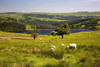 Sheffield, South Yorkshire, England; Sheep Grazing In A Pasture PosterPrint - Item # VARDPI1869001