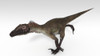Utahraptor dinosaur, white background Poster Print - Item # VARPSTKVA600775P