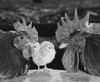 Close-up of chickens and a chick Poster Print - Item # VARSAL25529770