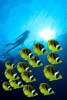 Raccoon Butterflyfish school foreground, woman snorkeler silhouetted surface sunburst PosterPrint - Item # VARDPI2087188